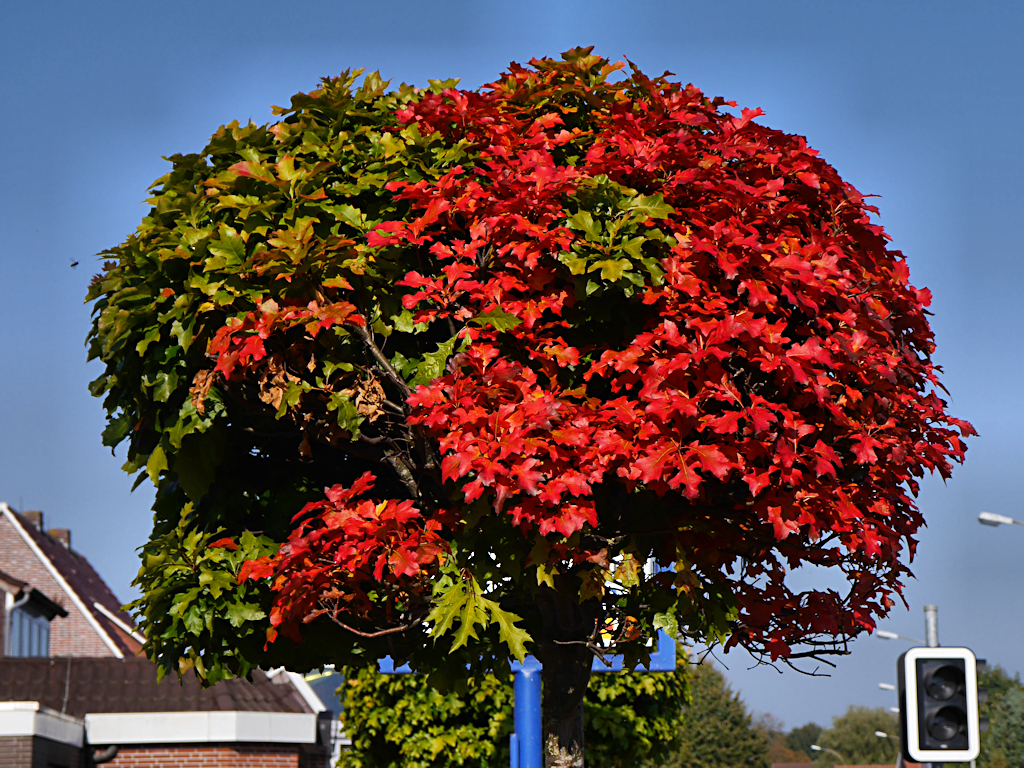 Herbstfärbung an Baum