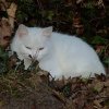 2013-03-06_brutkatze